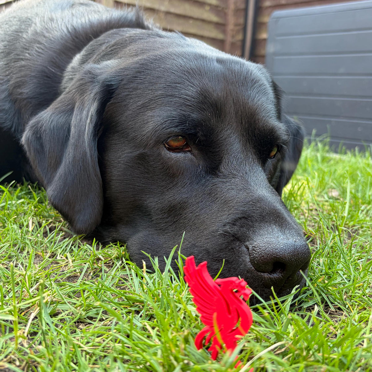 A black dog lying on green grass in a backyard, looking down at a bright red 3D printed mini Liverbird decoration.